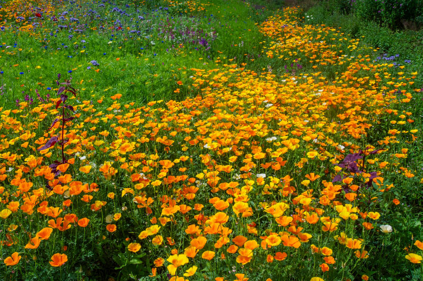 Self seeding flowers